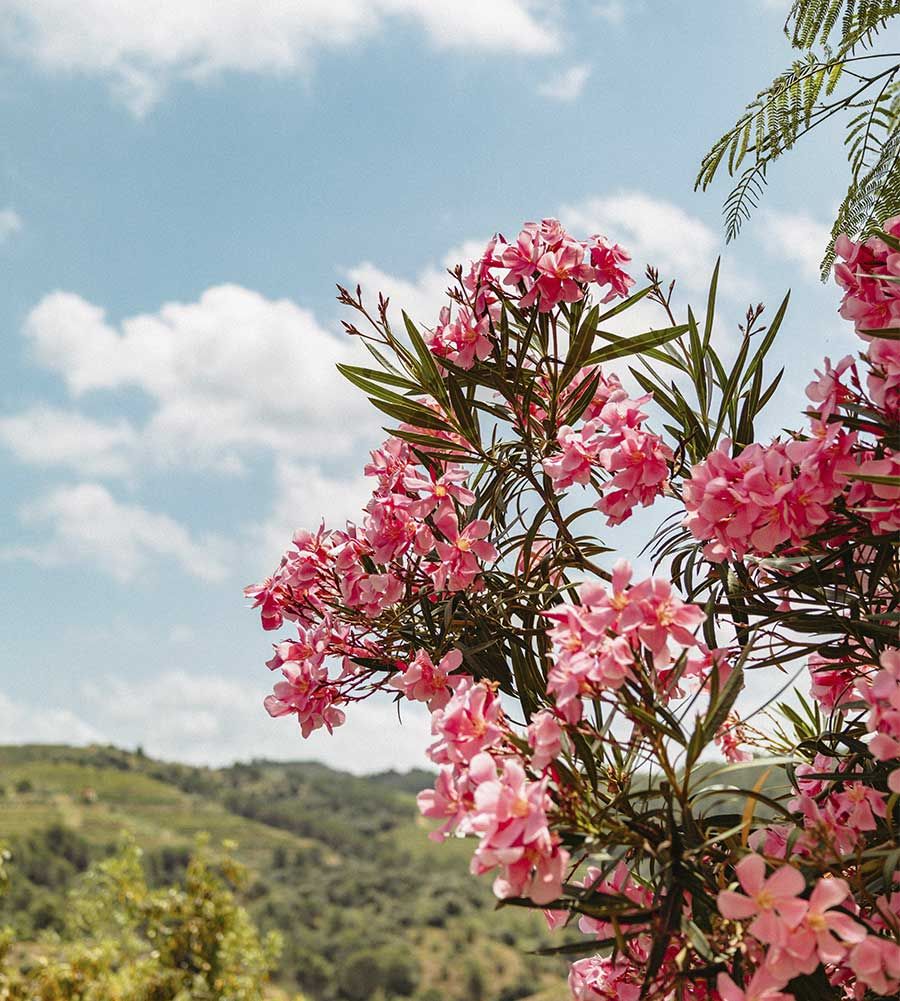Bellmunt del Priorat Flores